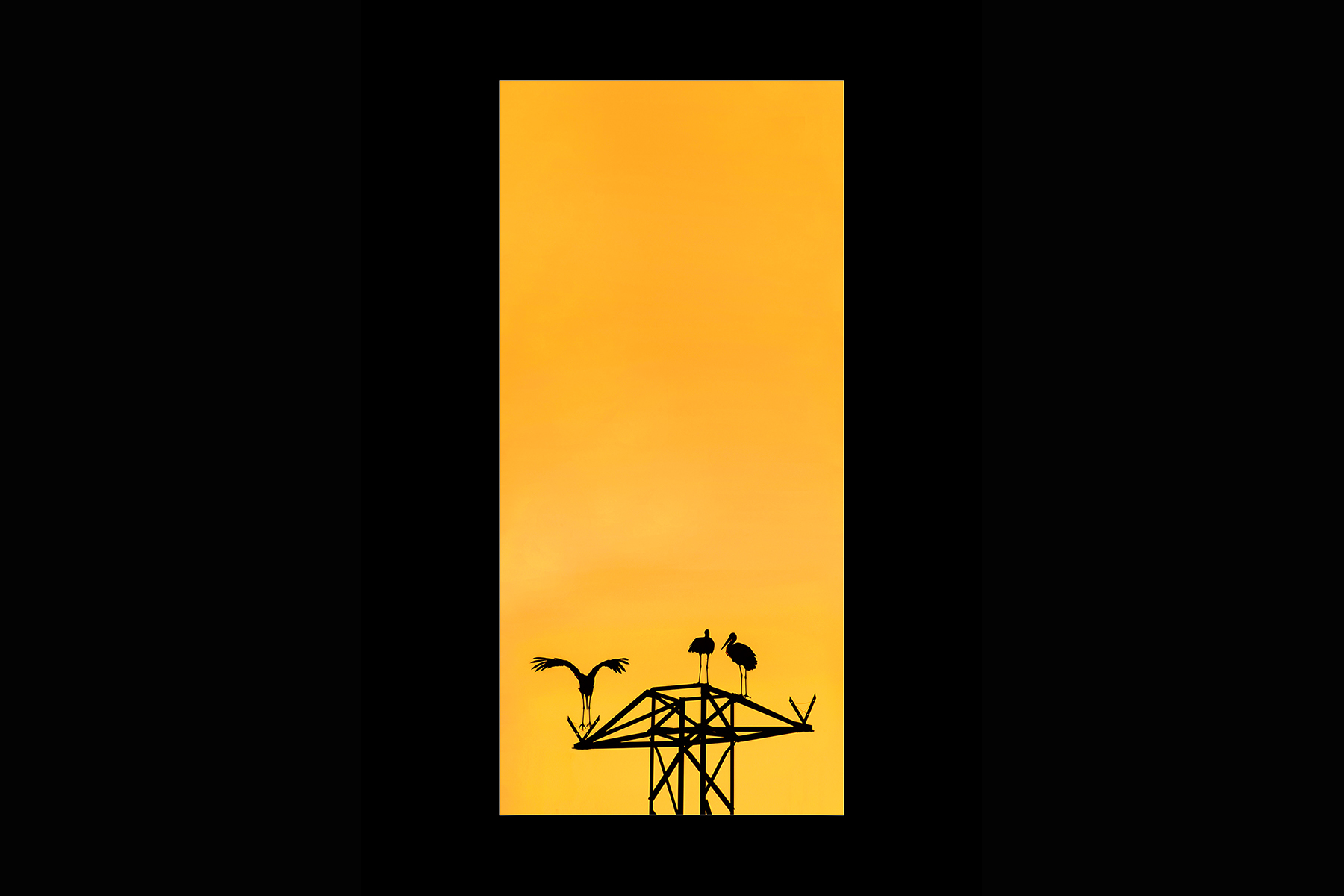 36