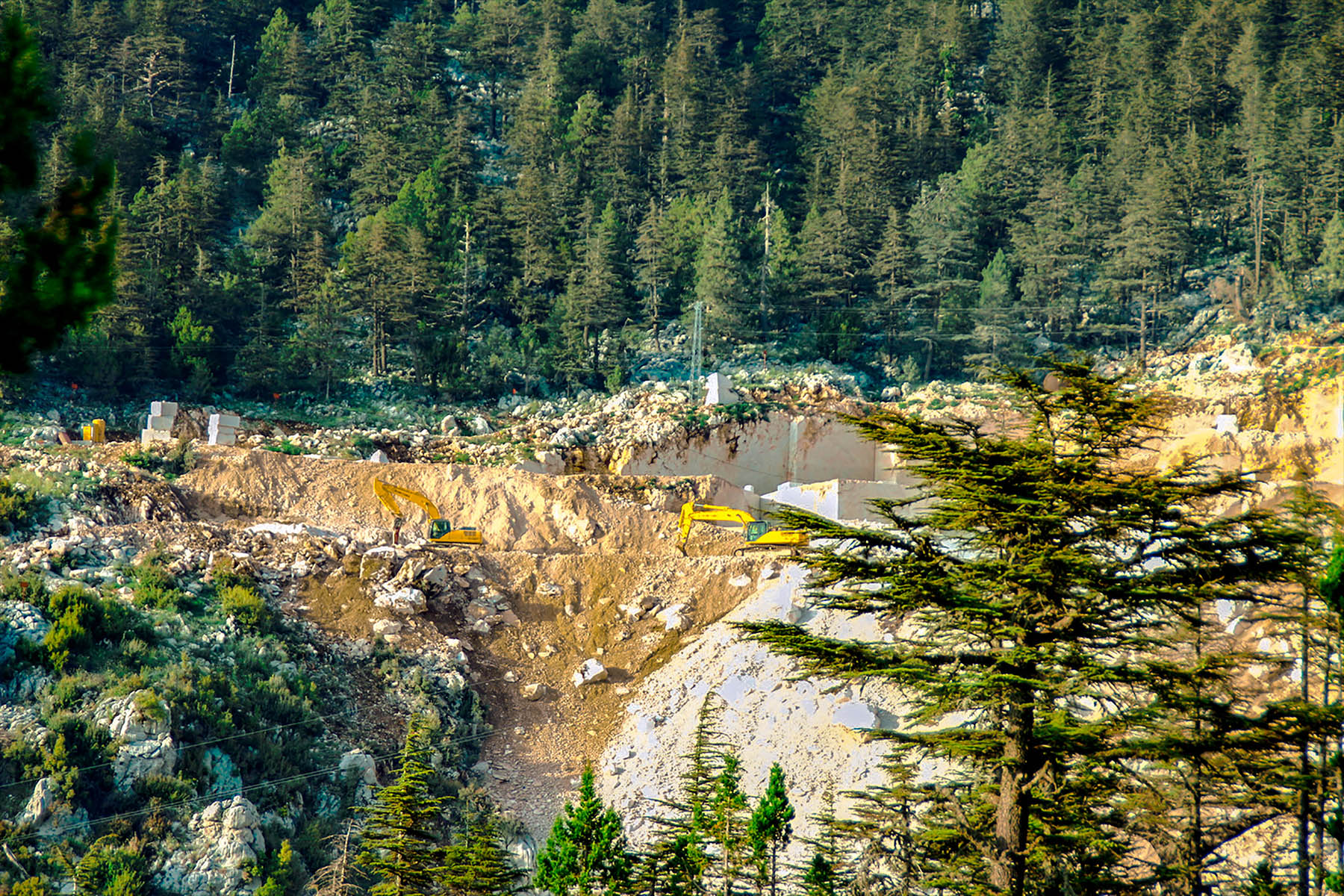 End Of Forests
