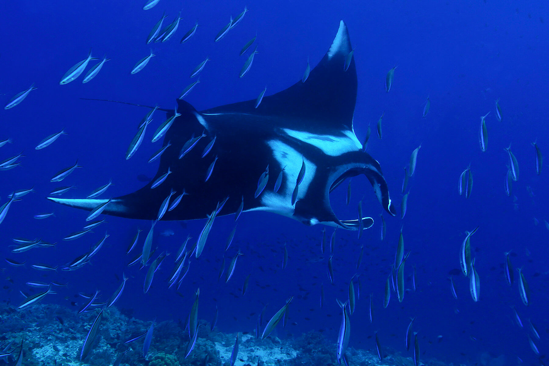 Giant Mantar Ray