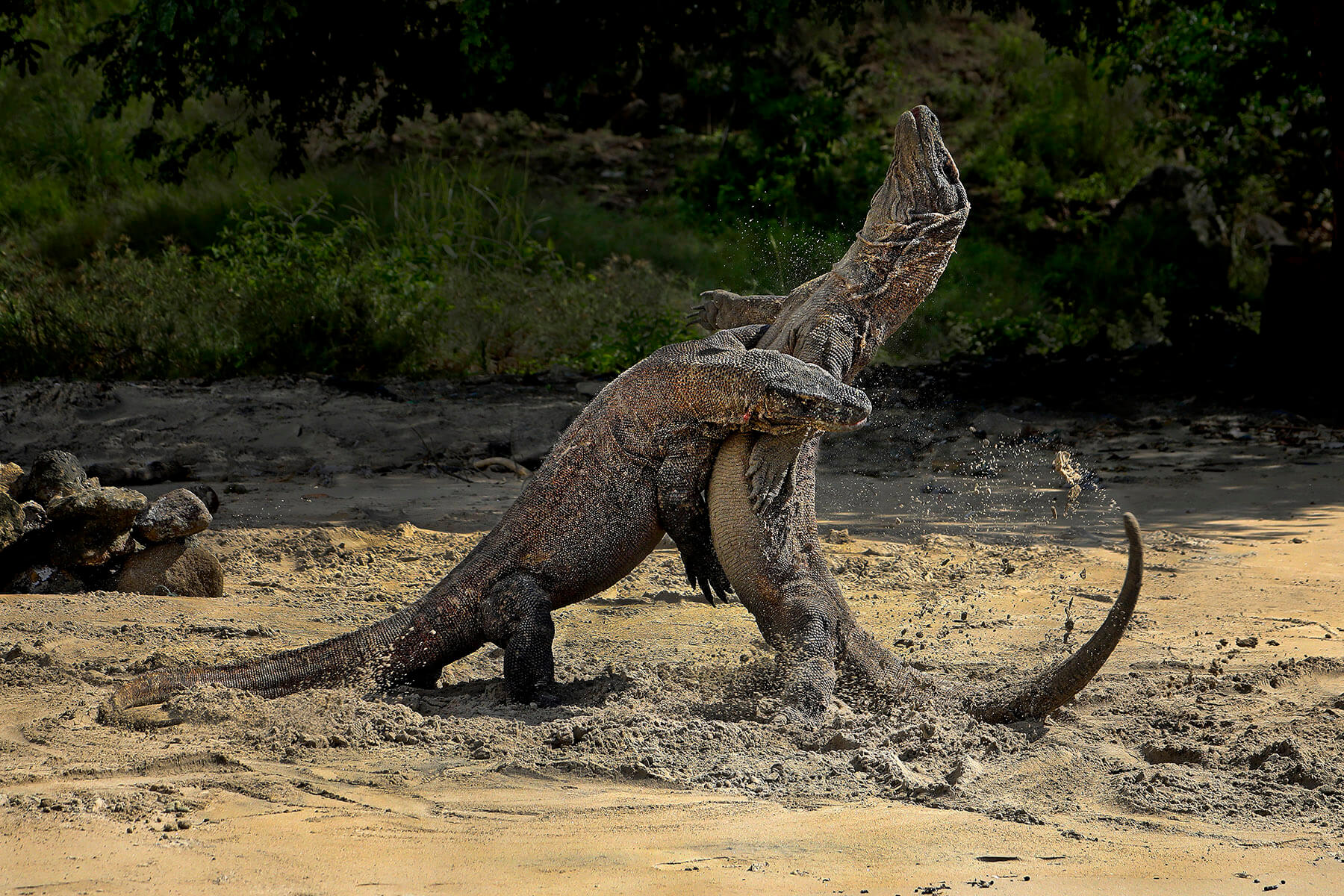 The Dominant Komodo Dragon