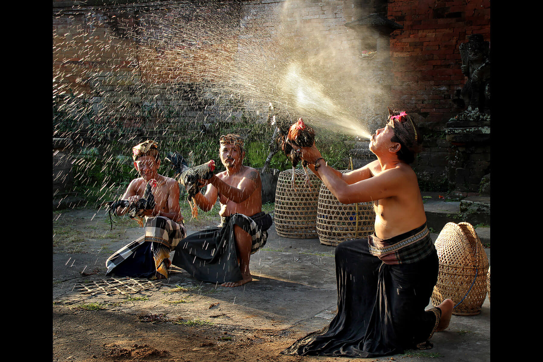 Bathing the Fighting Cock