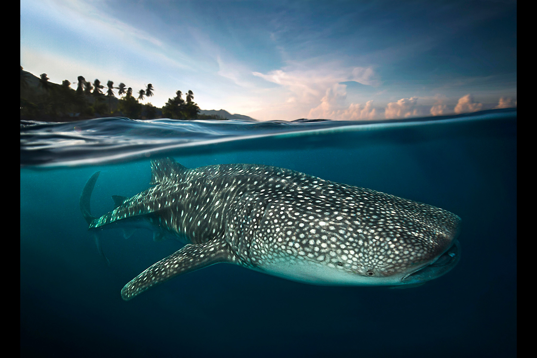 Whale Shark At Gorontalo Beach