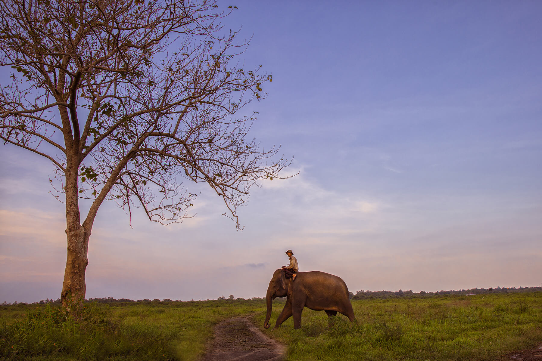Lampung Elephant