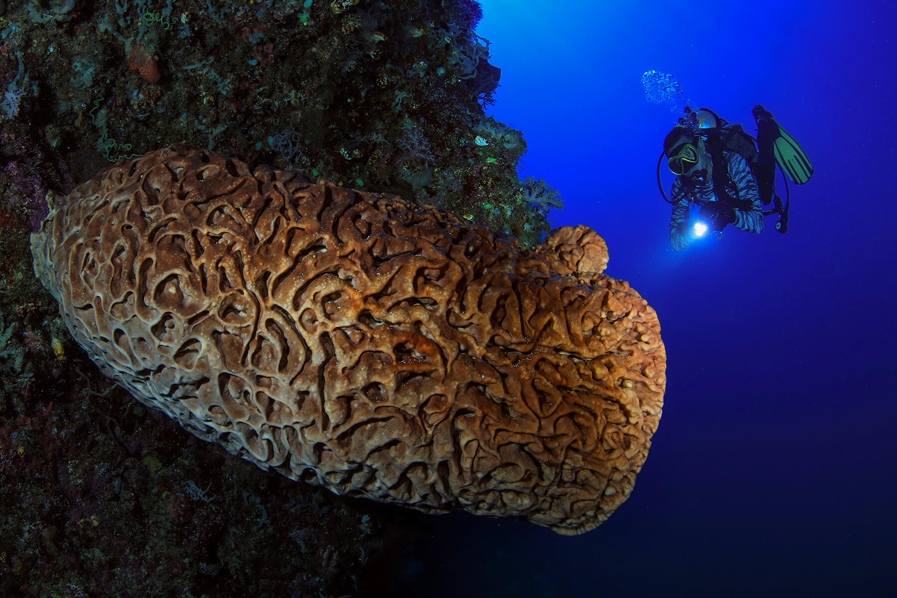 Big Coral in Pohuwato-Sulawesi Island