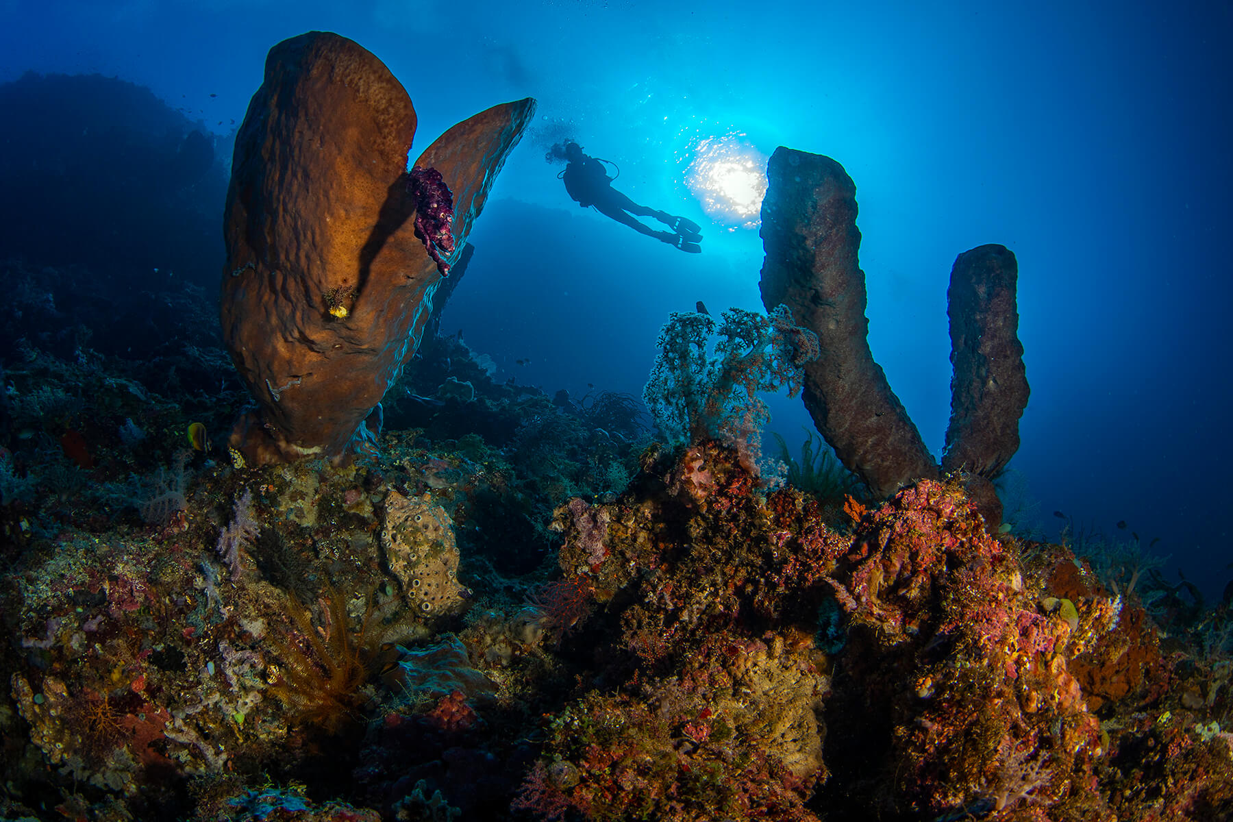 Diving in Pohuwato-Sulawesi
