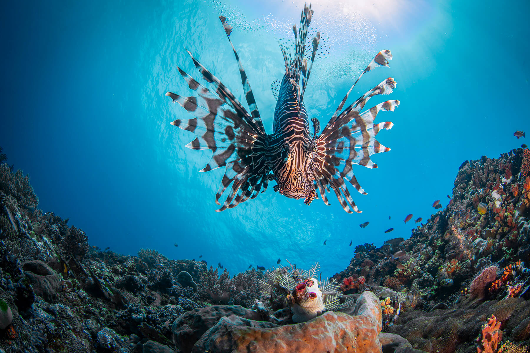 Lion fish
