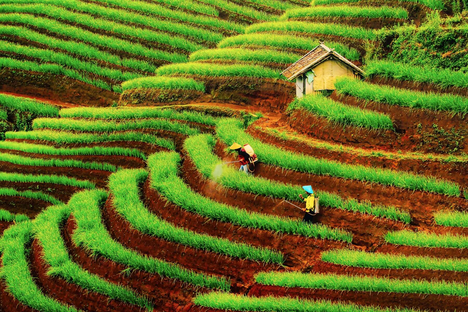 Argapura Onion Field