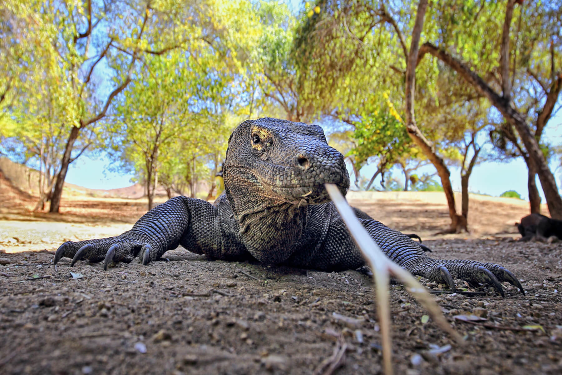 Komodo Dragon