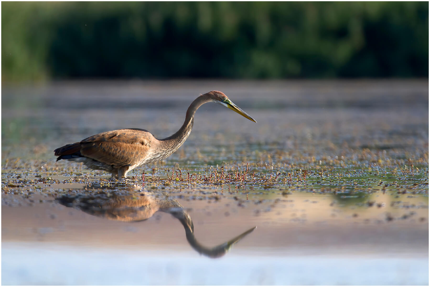 Erguvani Balıkçıl Ardea Purpurea
