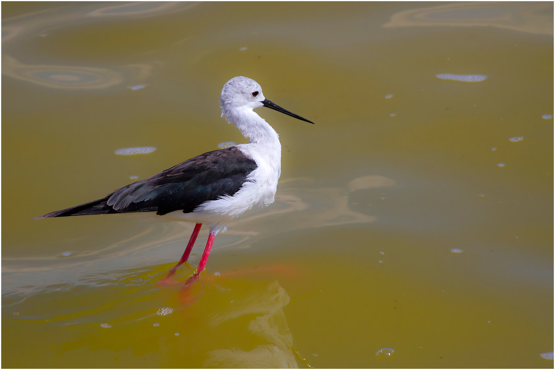 Uzunbacak Himantopus