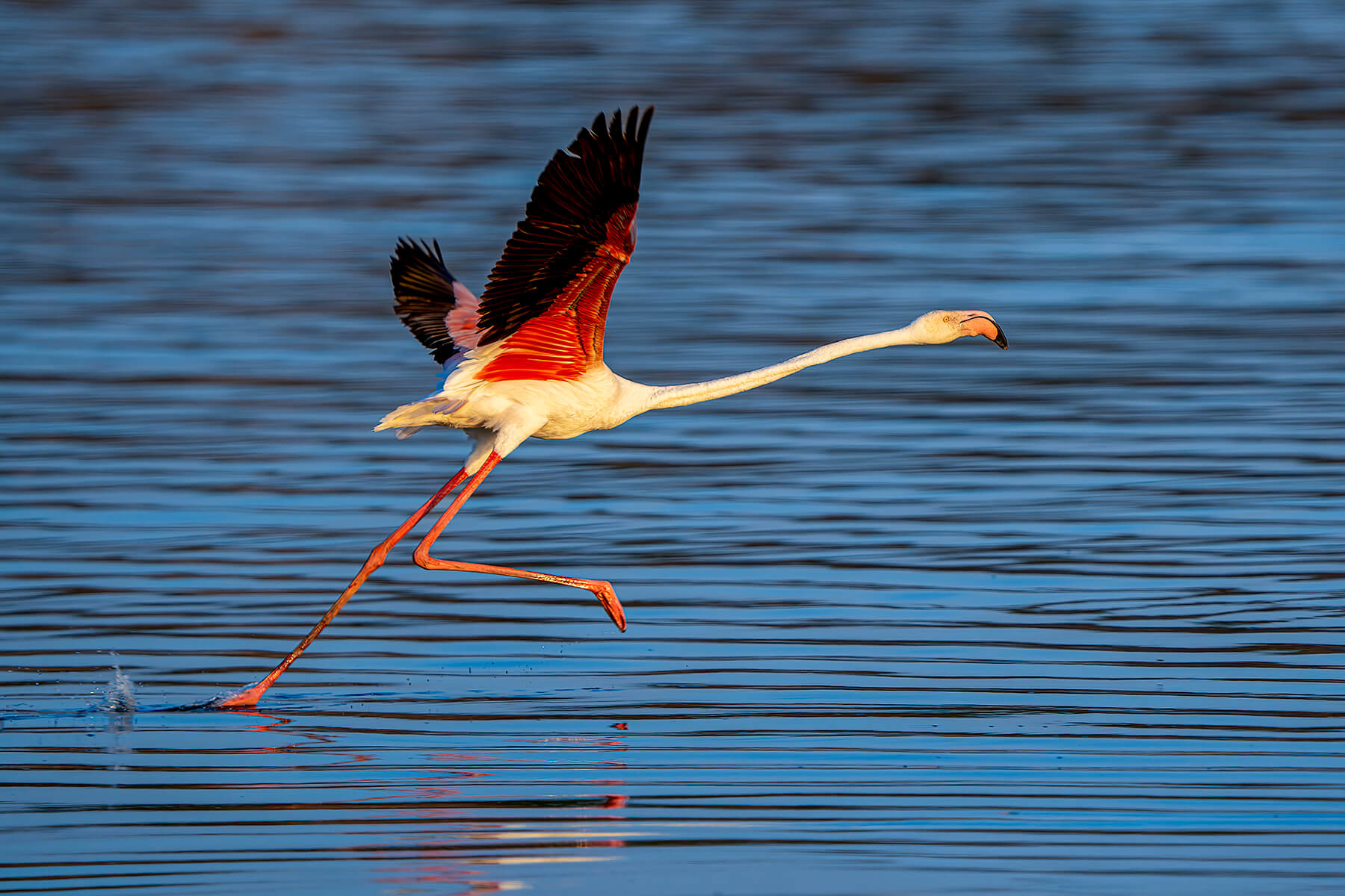 Flamingonun Koşusu