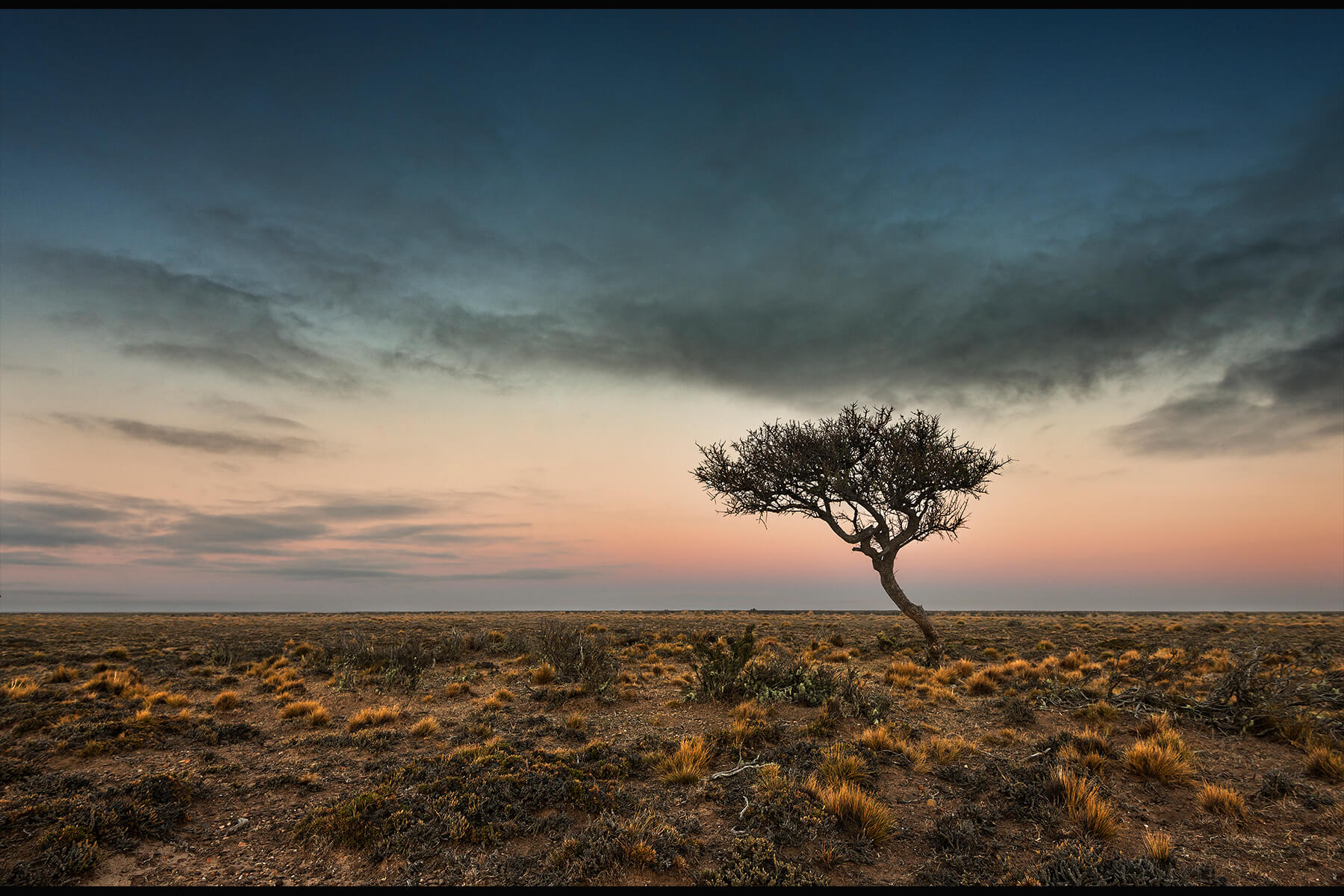 Arbol en soledad