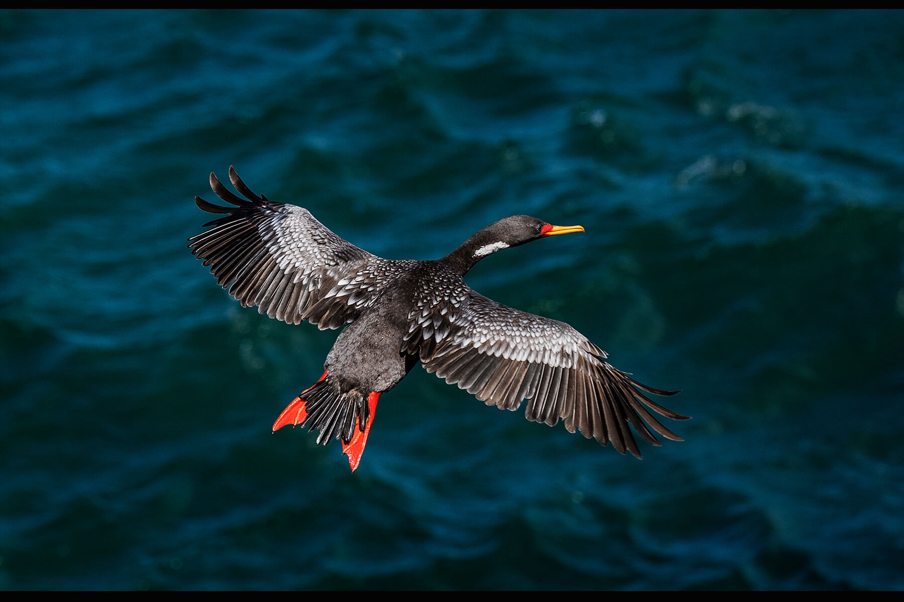 Cormoran gris en vuelo
