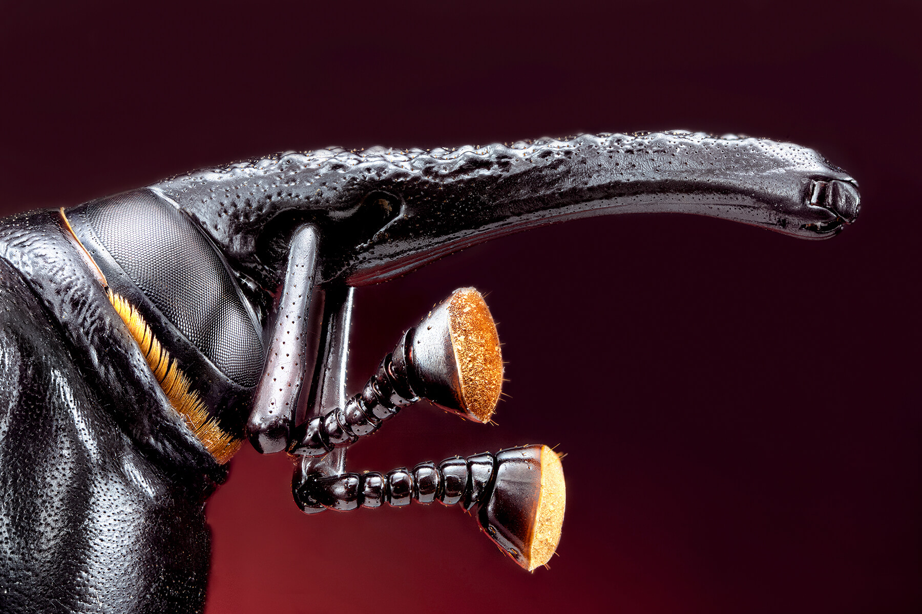 Macro - Alien Fighter