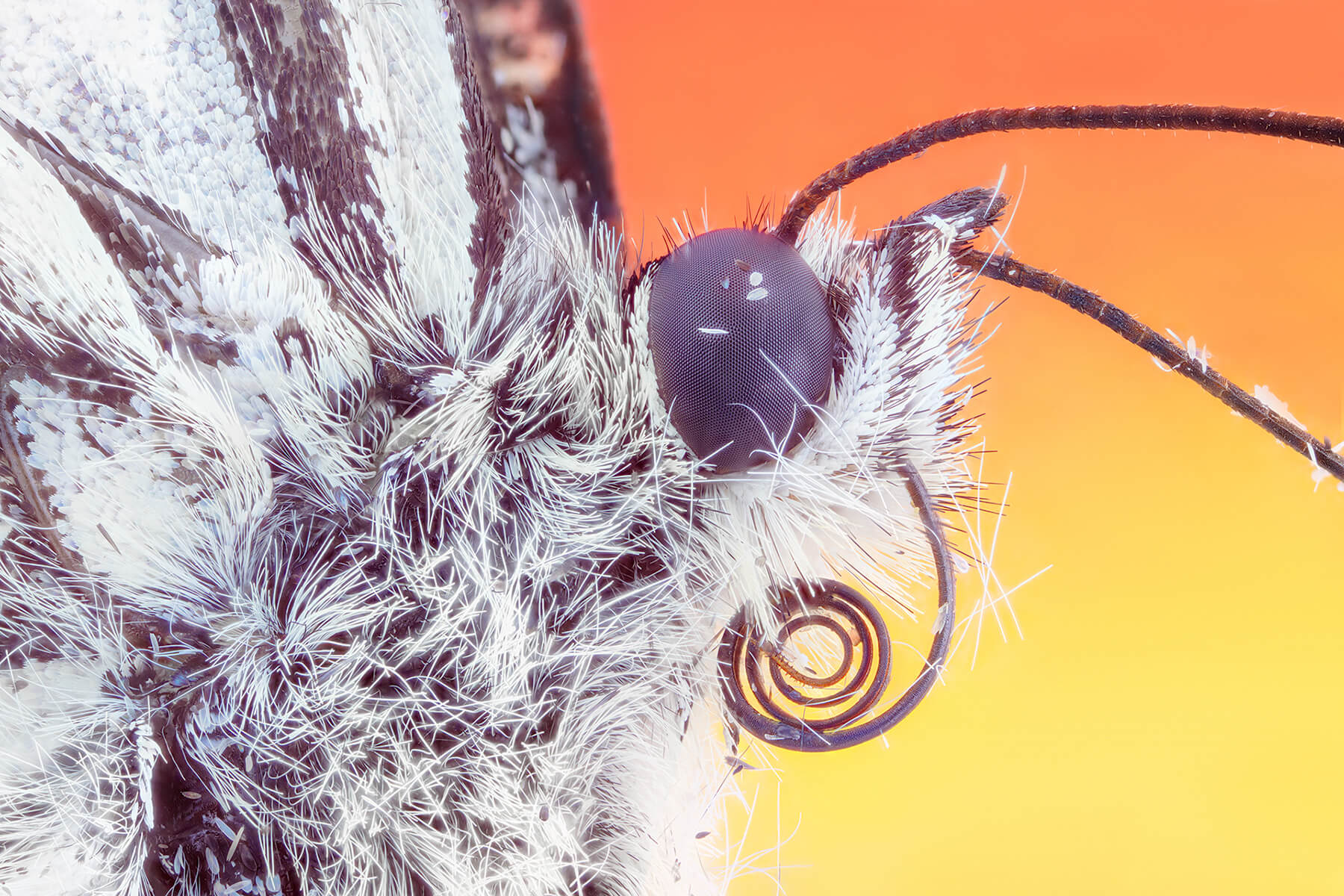 Macro - Butterfly