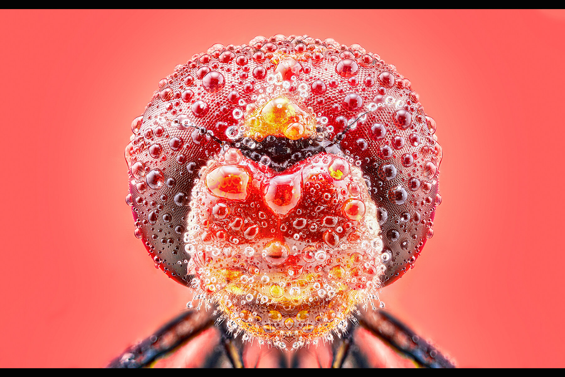 Macro - Dragonfly Bubbles