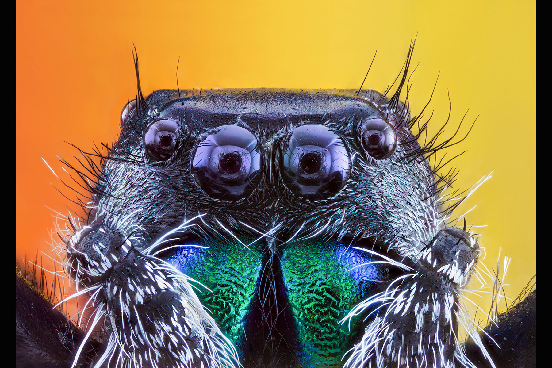 Macro - Jumping Spyder