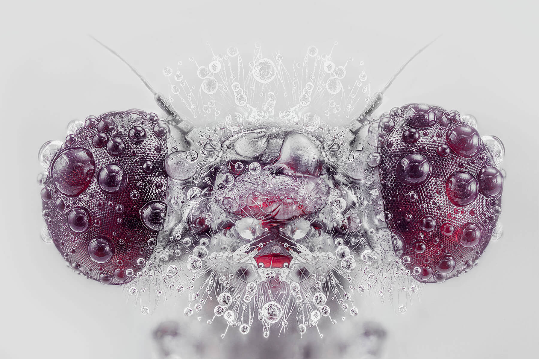 Macro - Monster