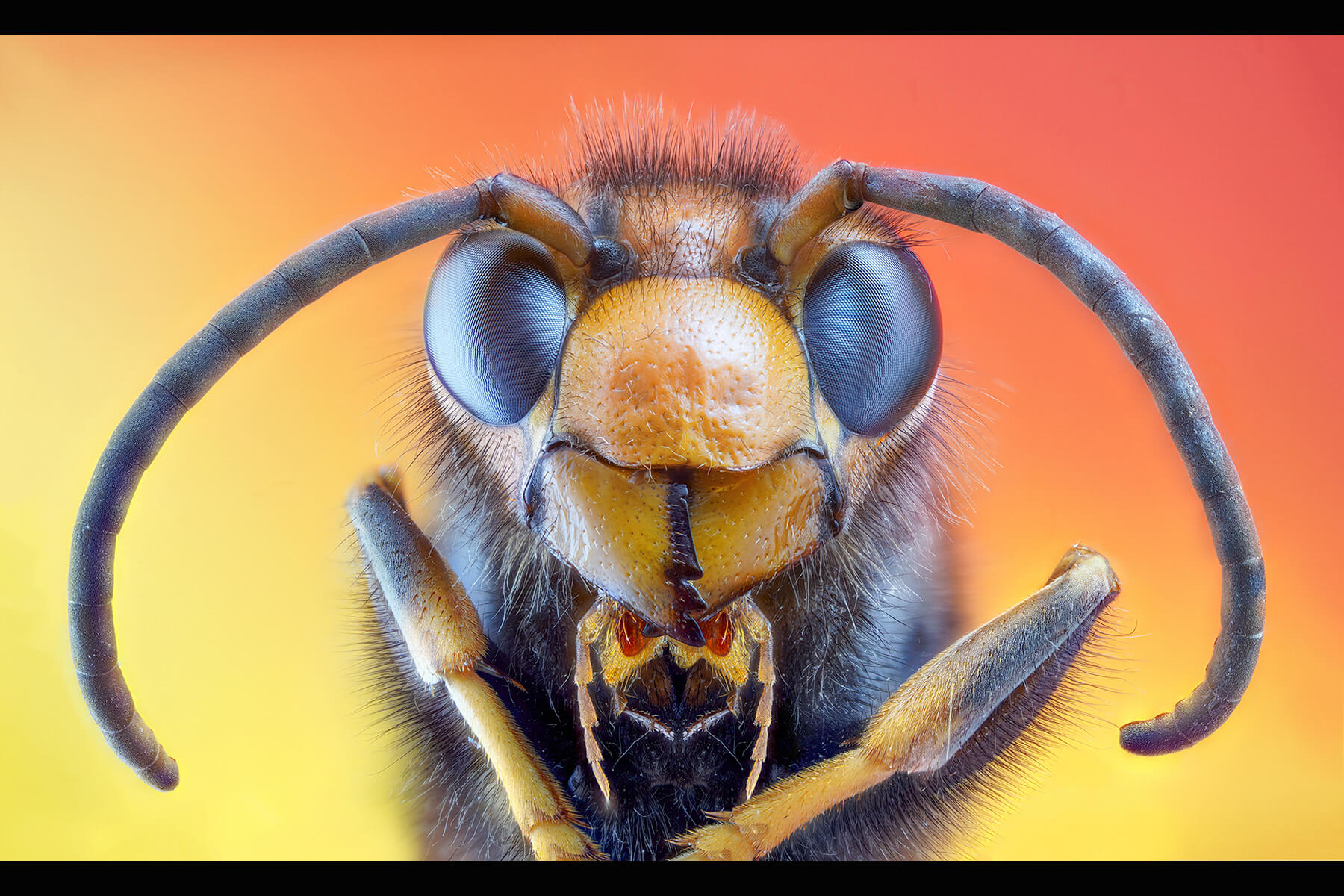Macro - Mr Wasp