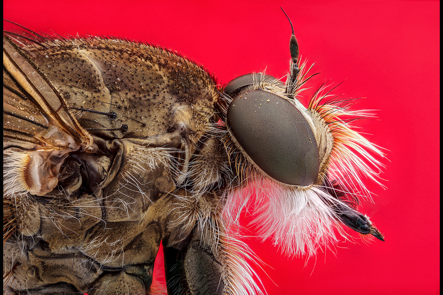 Macro - Robber Fly II