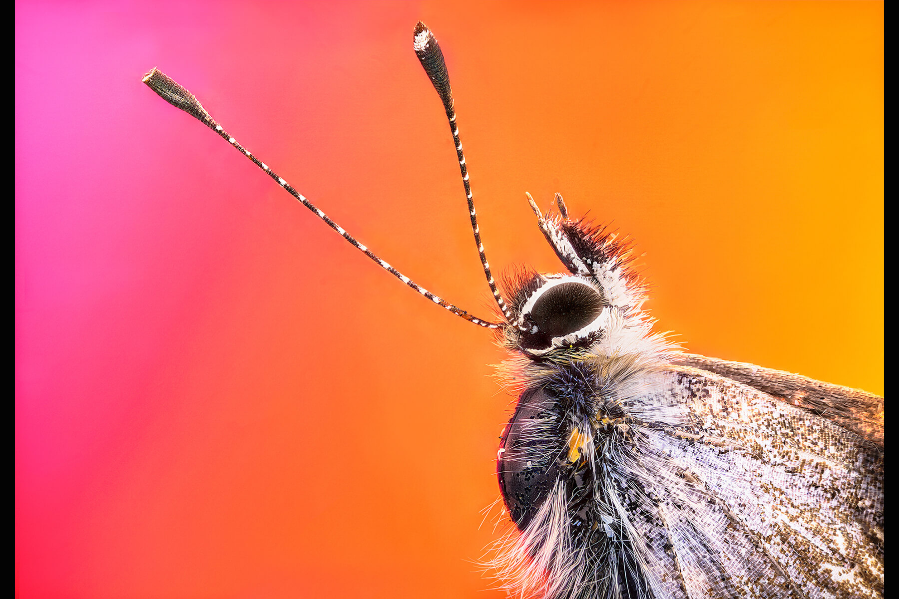 Macro - Superhero II