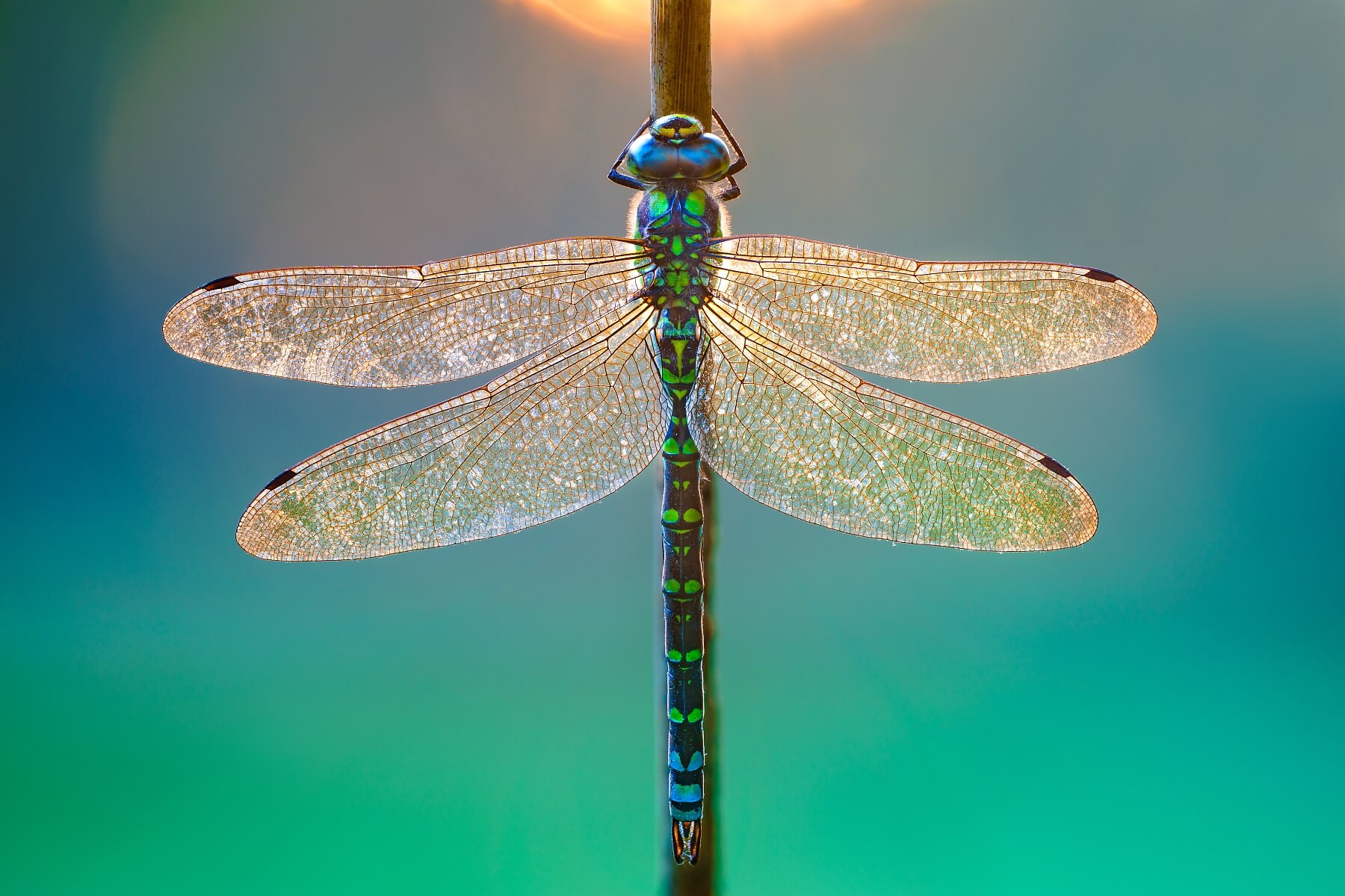 Aeshna Cyanea at Sunrise