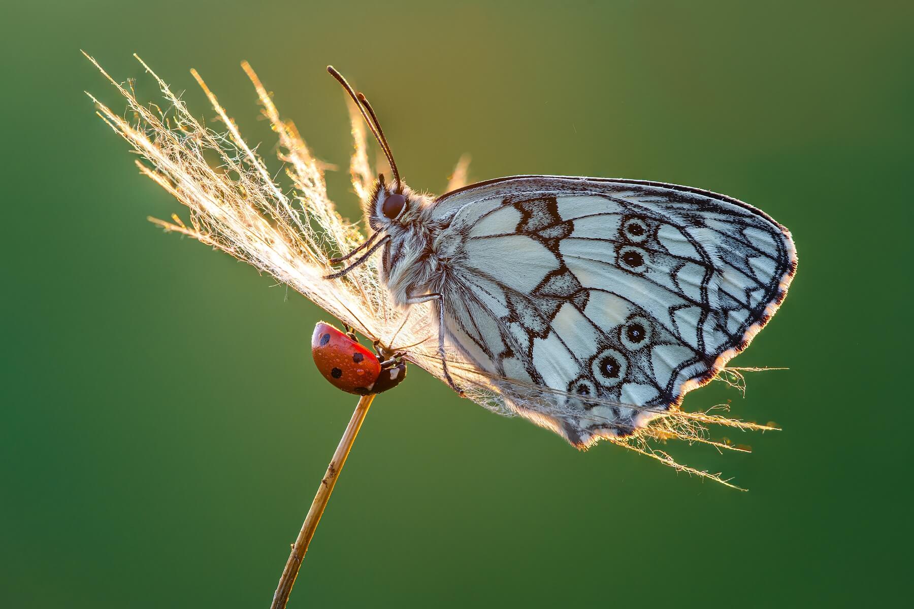 Butterfly And Ladybug