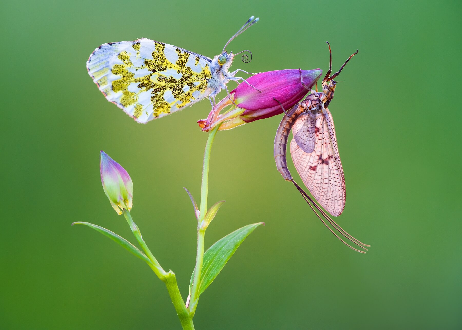 Butterfly And Mayfly