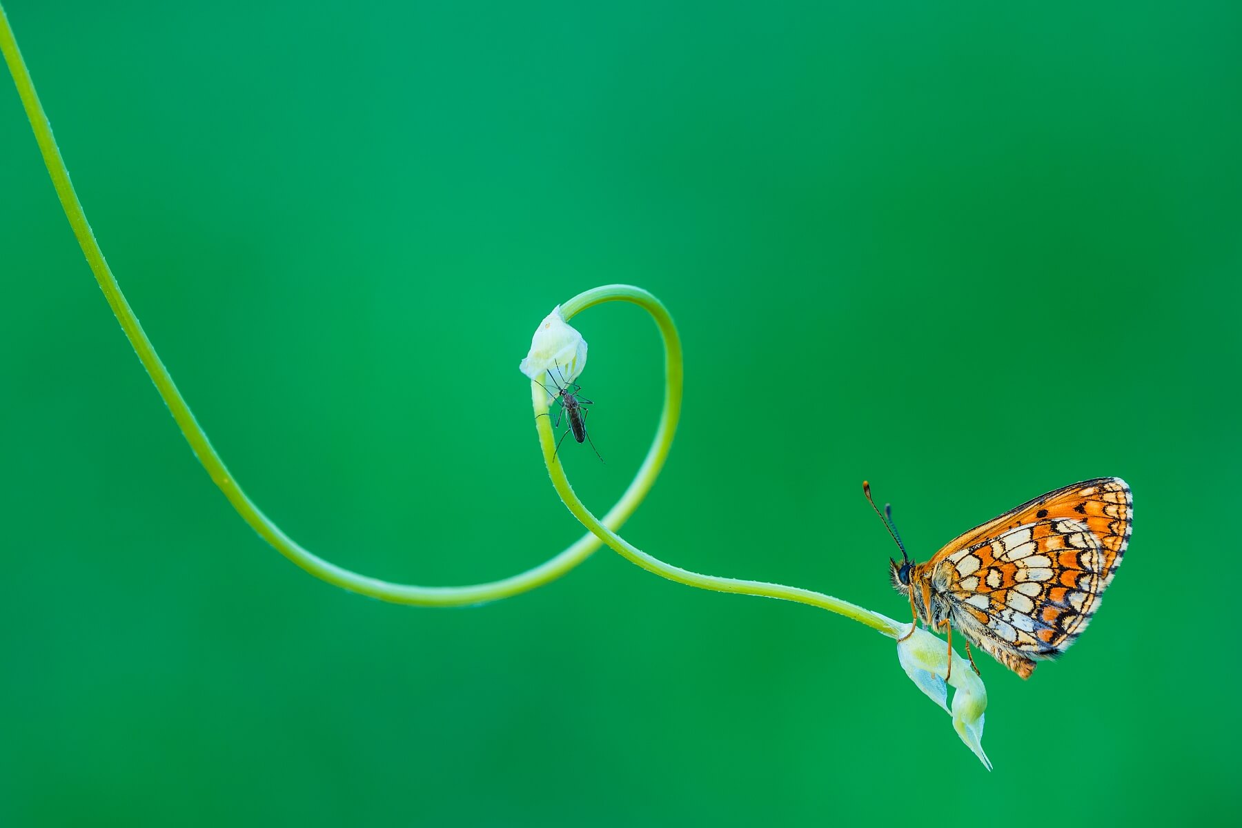 Butterfly And Mosquito