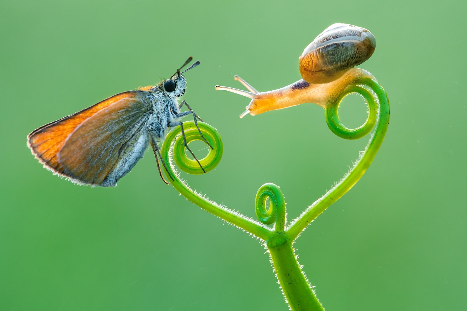 Butterfly And Snail