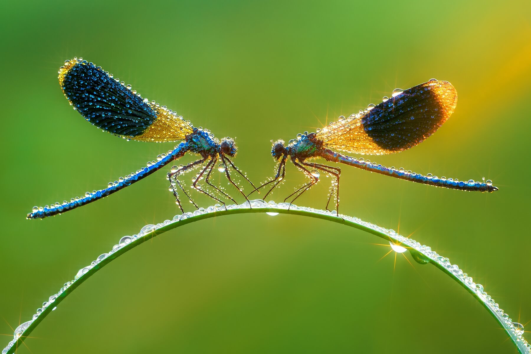 Damselfly Magic