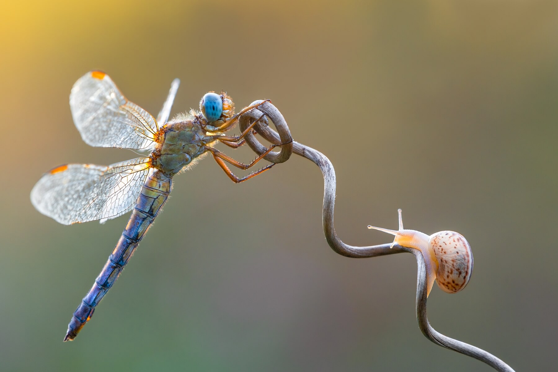 Dragonfly And Snail