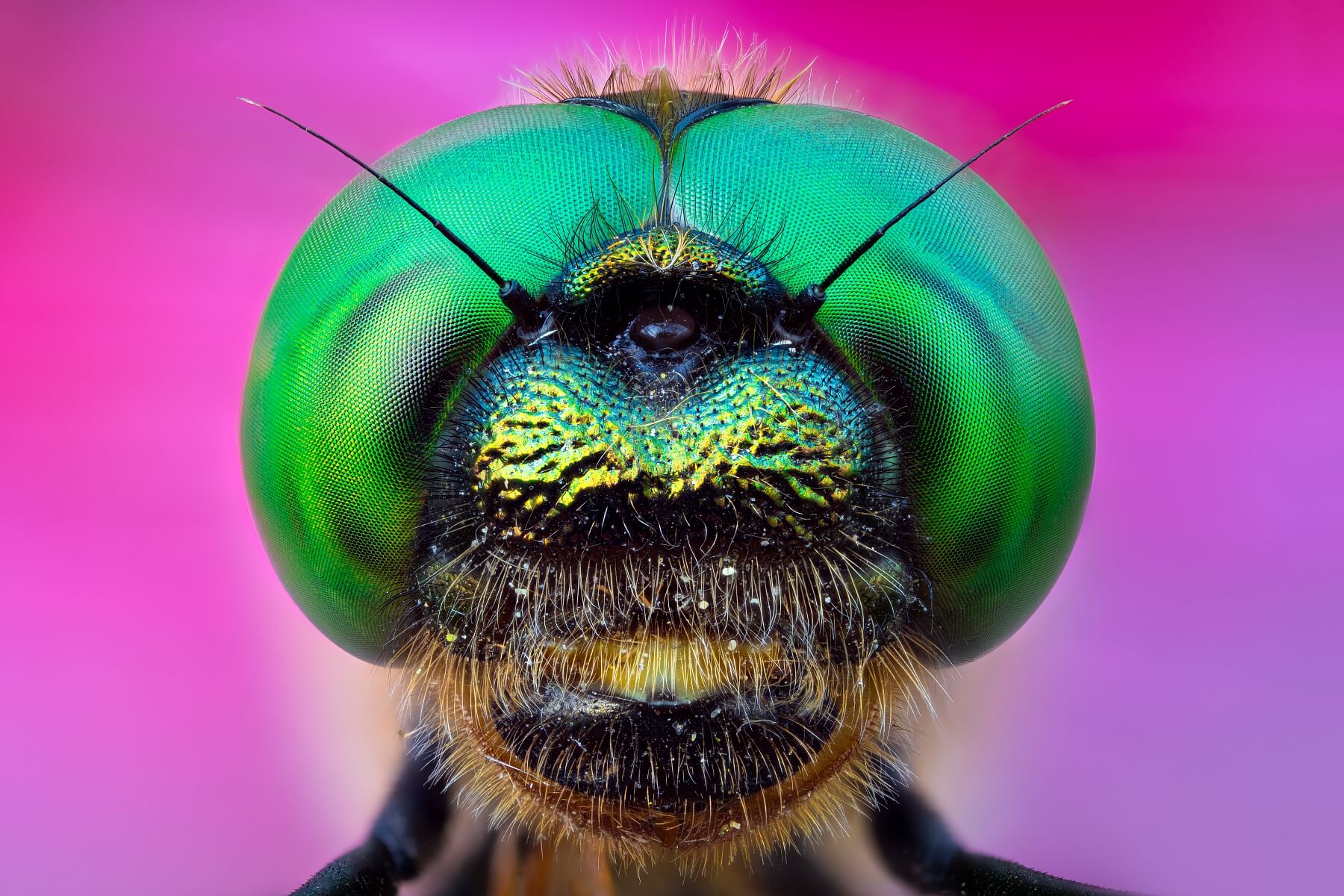 Dragonfly Perfection