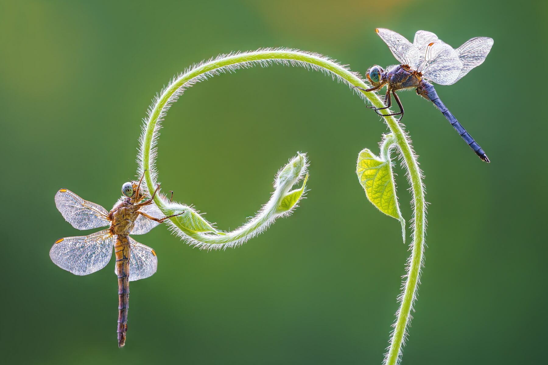 Dragonfly Play