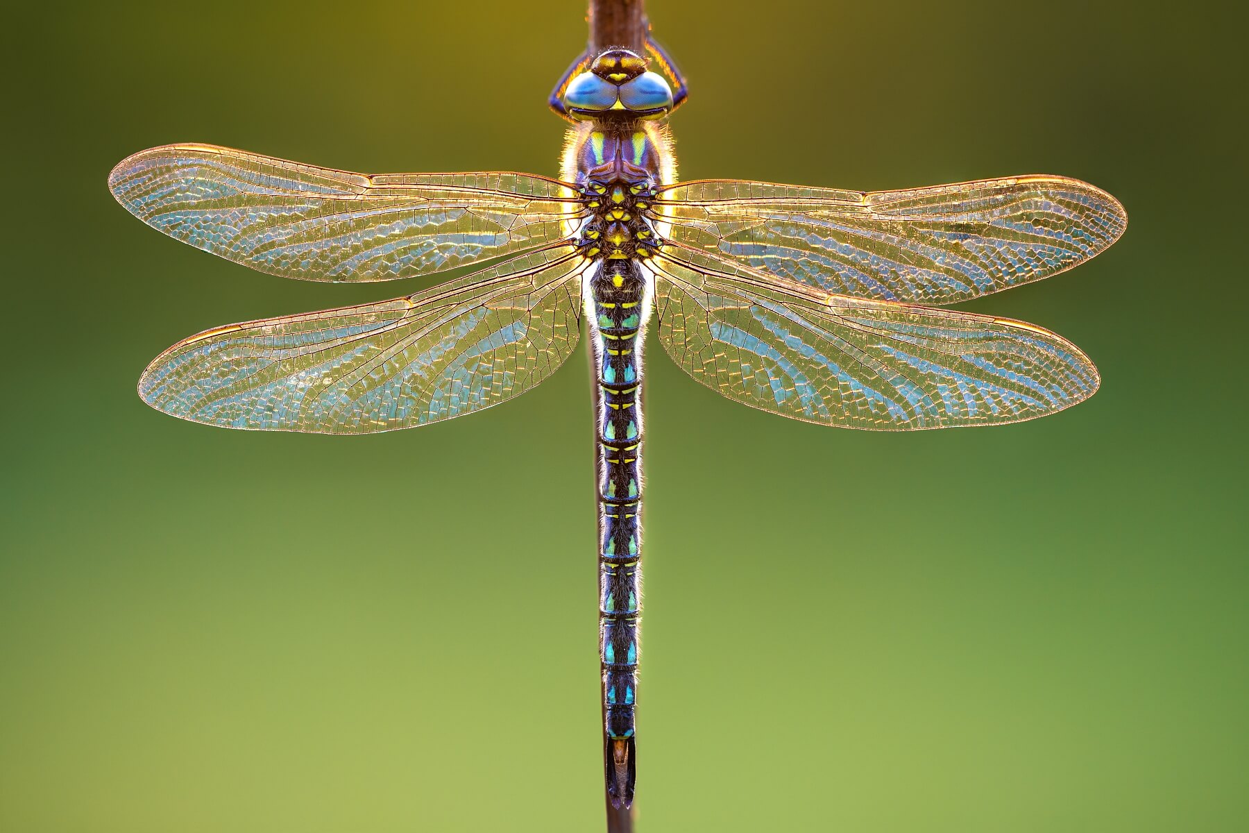 Flying Gold