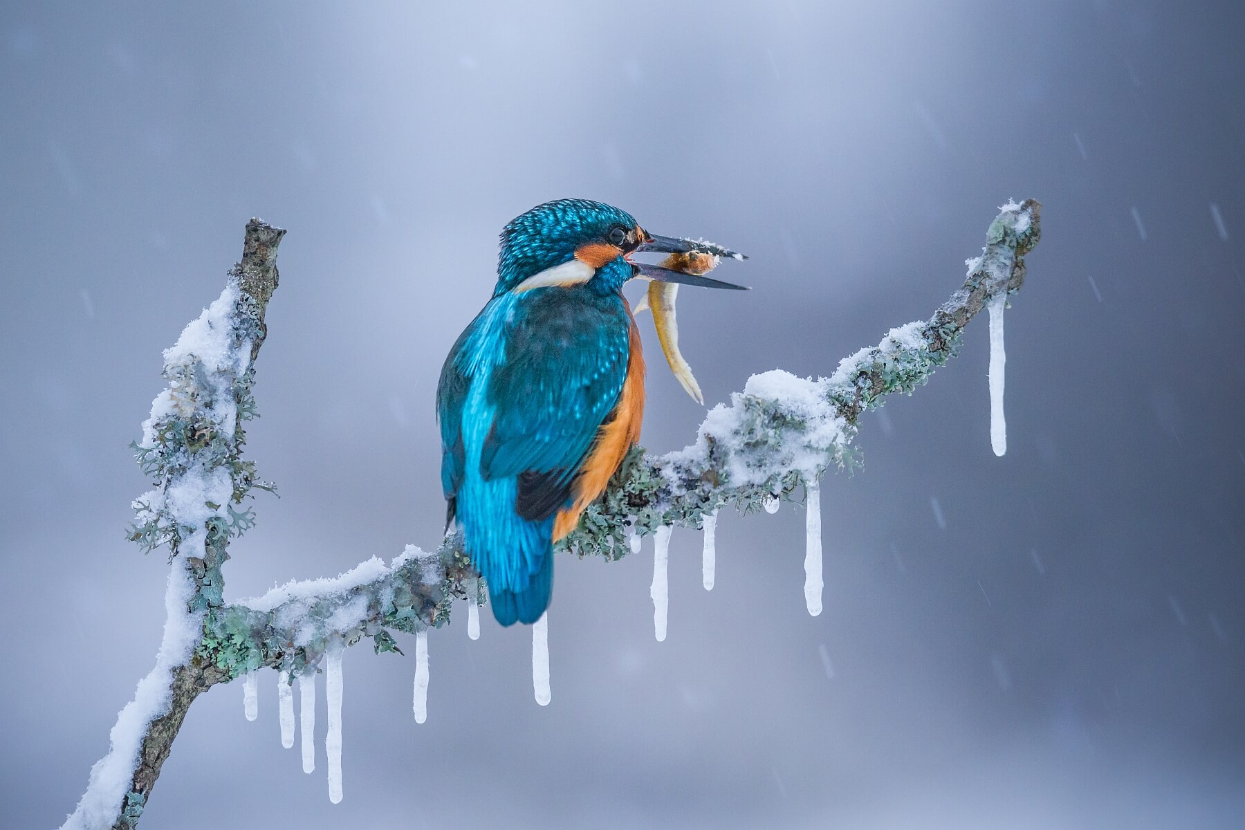 Frozen Winter