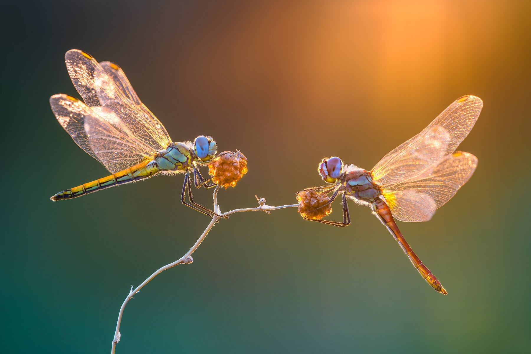 Glory Light