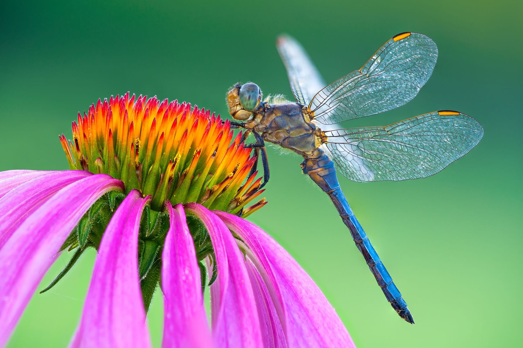 Keeled Skimmer Male