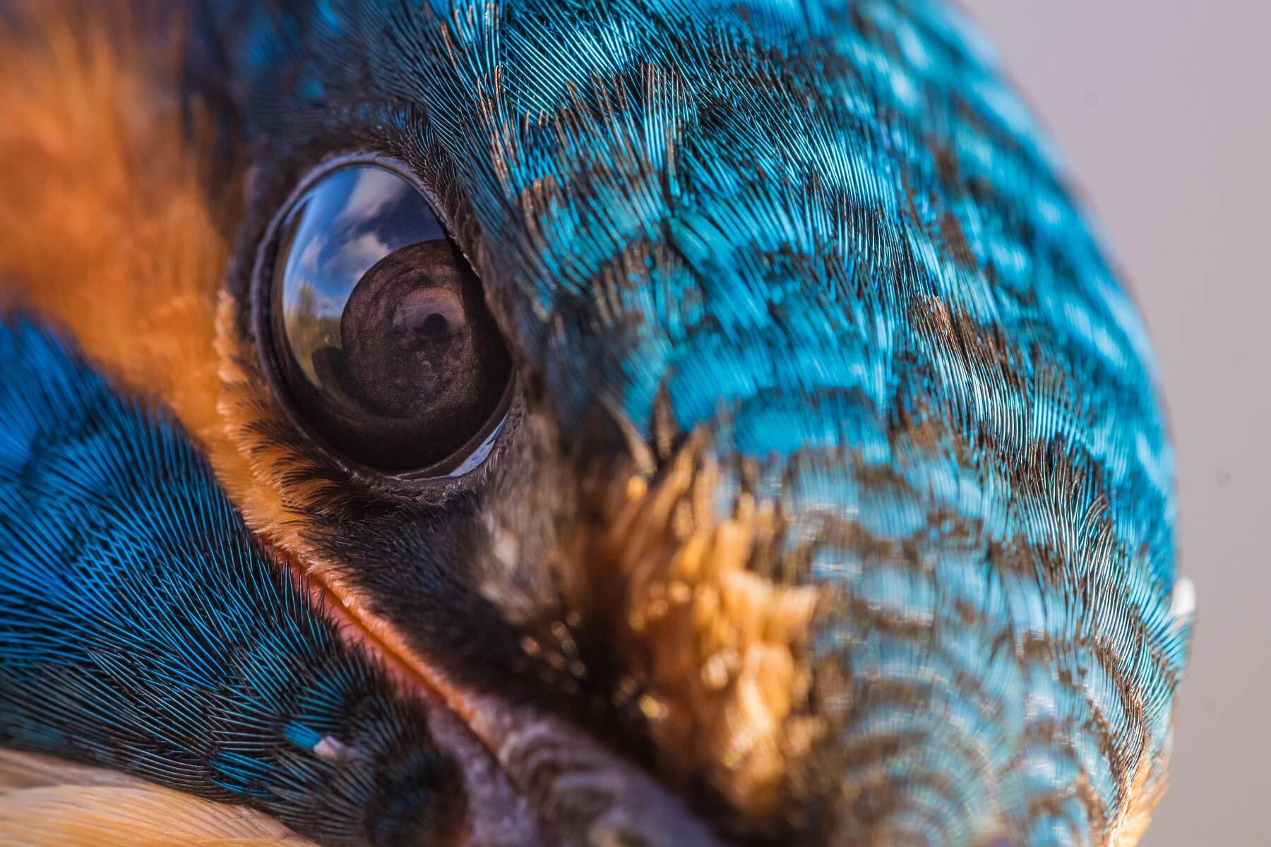 Kingfisher Macro