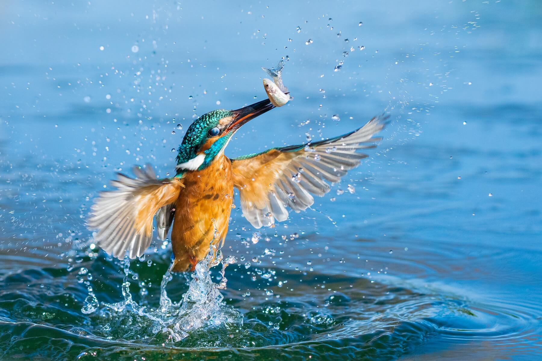 Kingfisher in Action