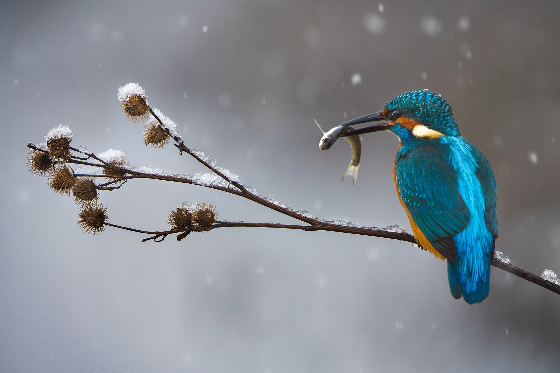 Let it Snow