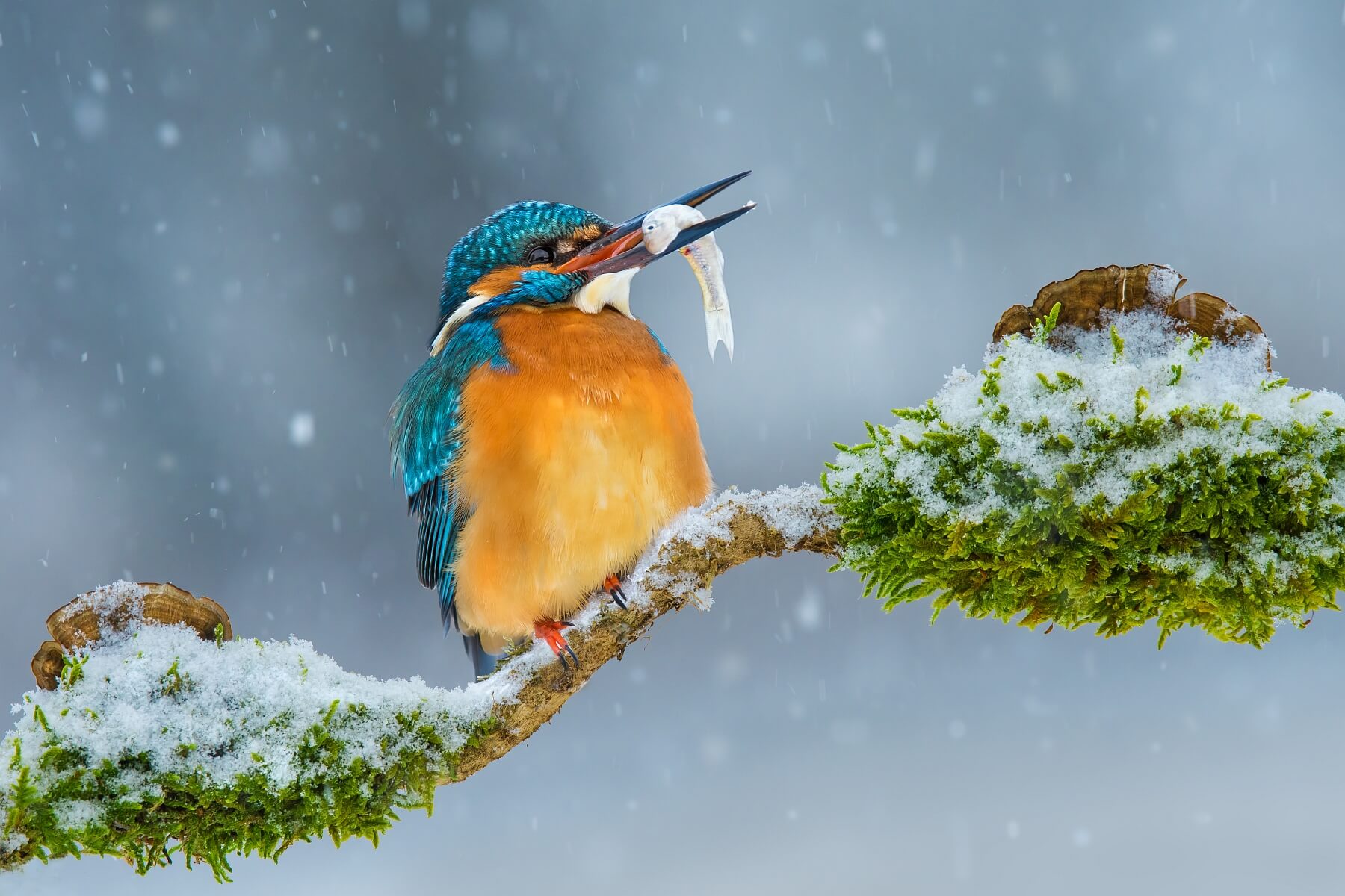 Long Winter
