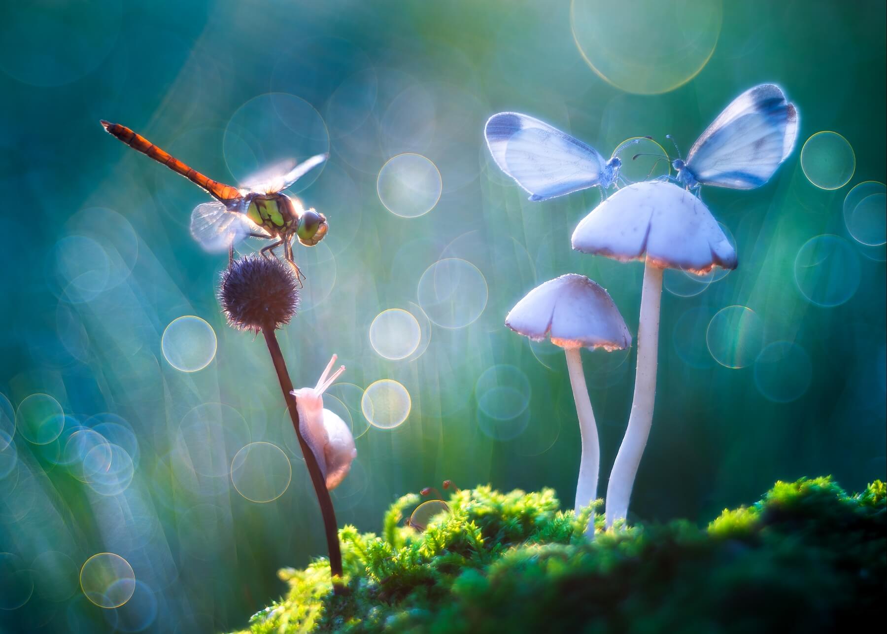 Macro Wonderland