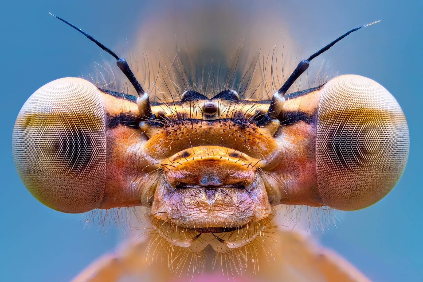 Orange Damselfly Portrait