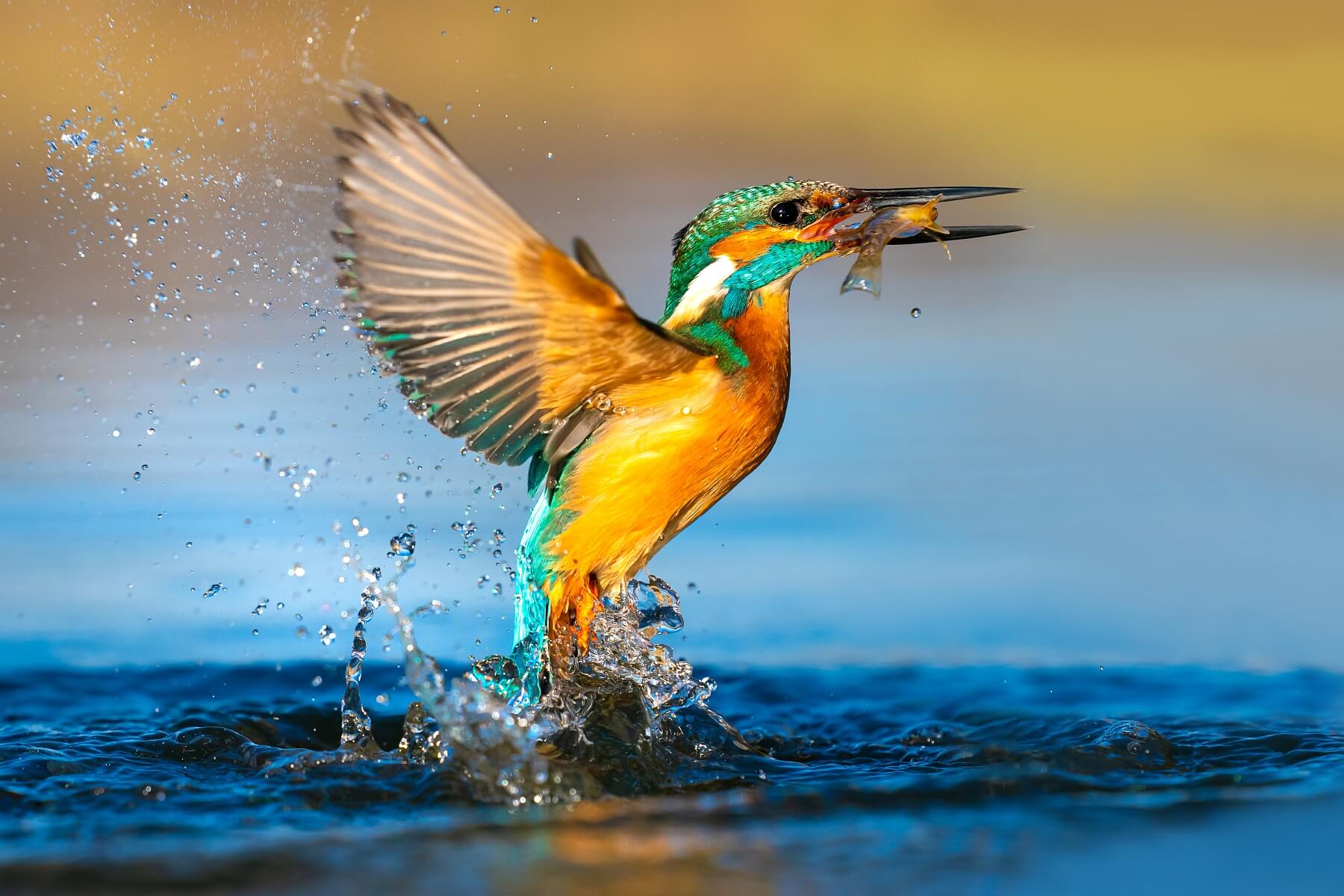 Perfect Catch