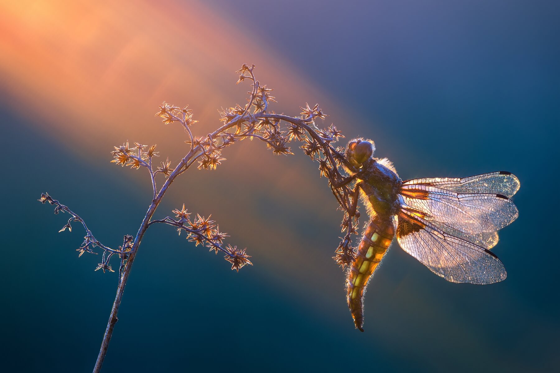 Photonic Bliss