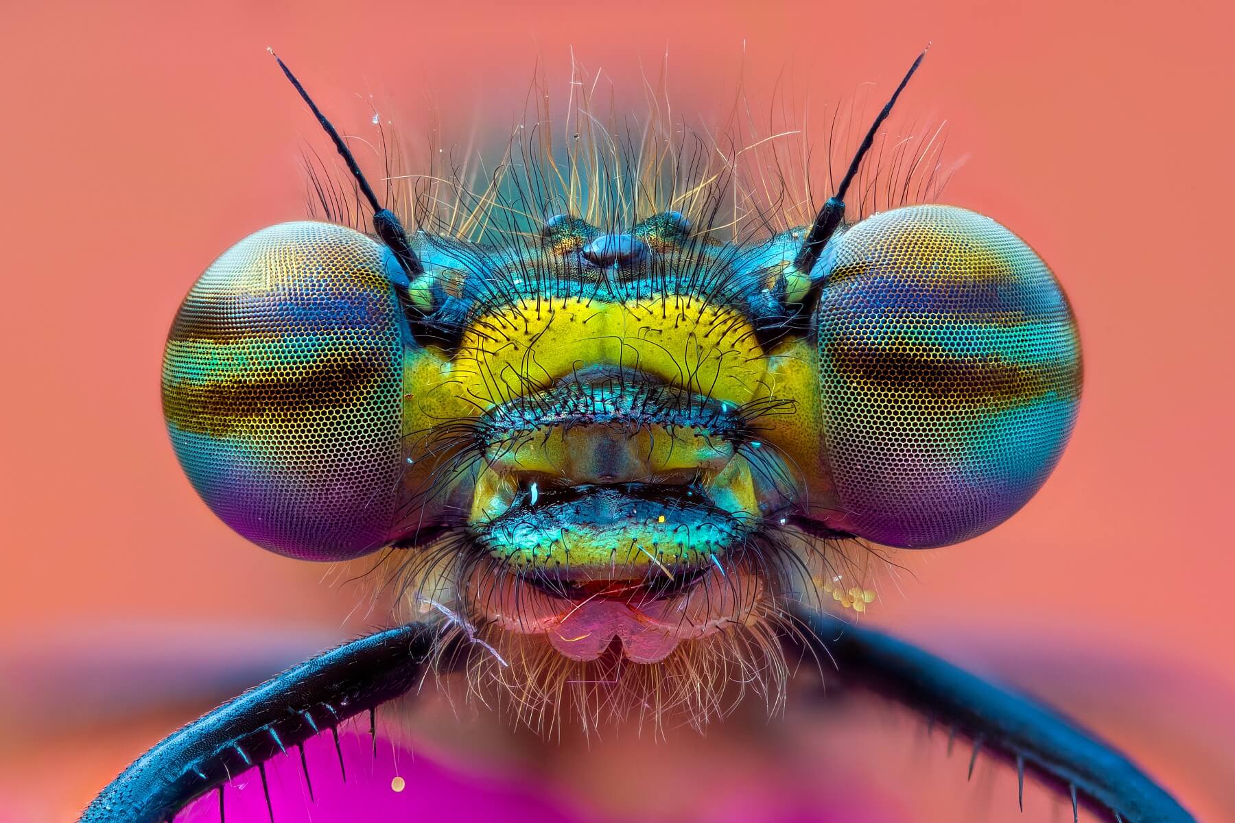 Rainbow Eyes