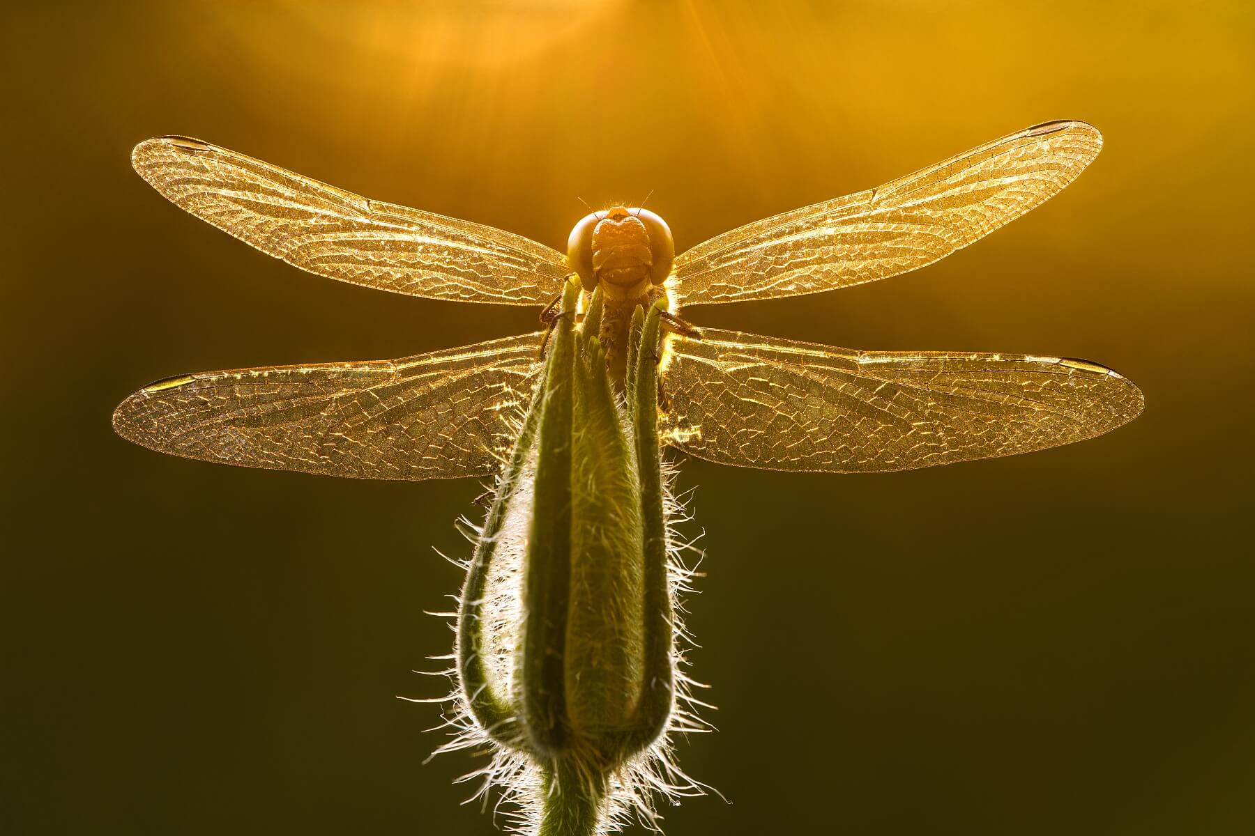 Shiny Golden Dragonfly
