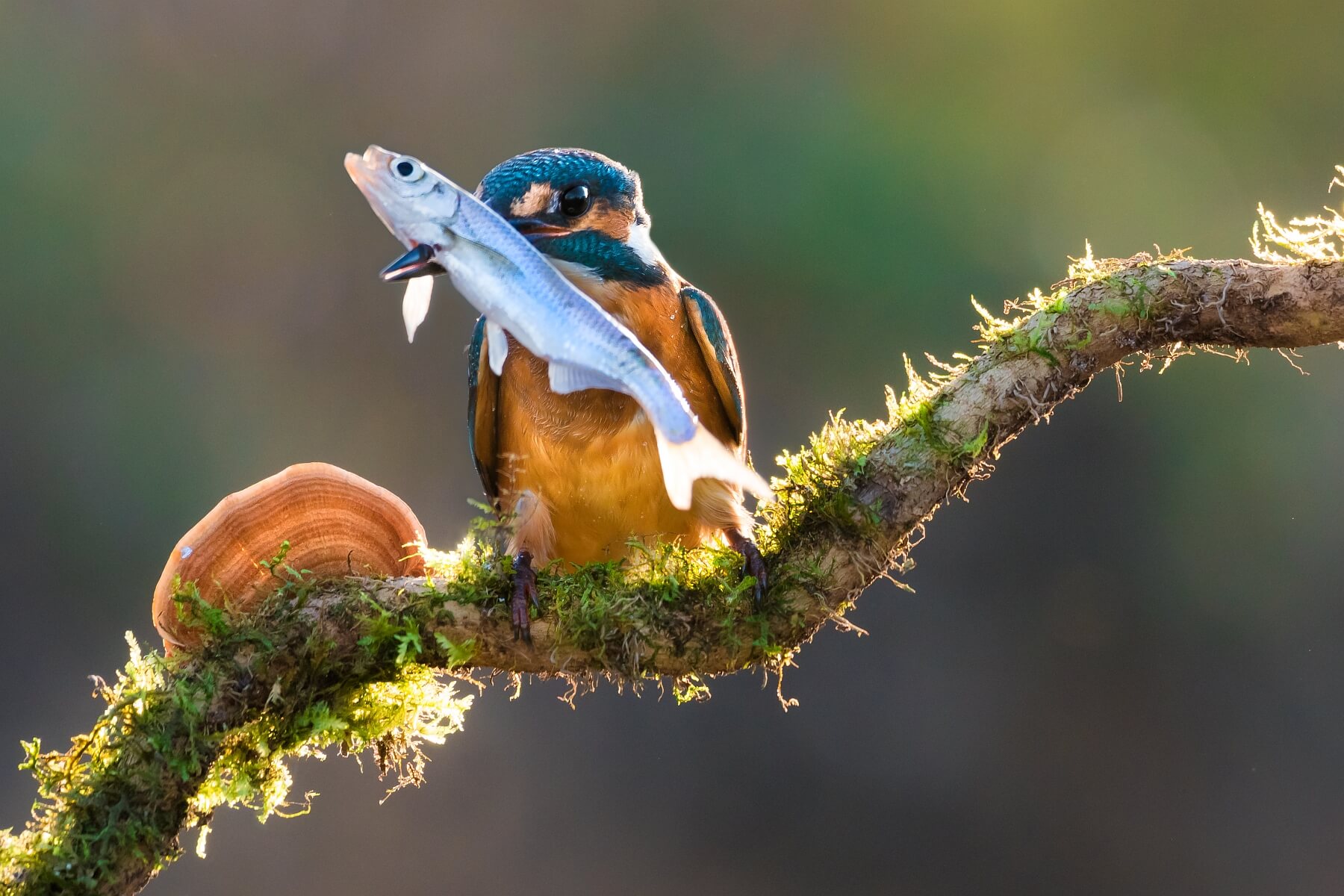 Speared Fish