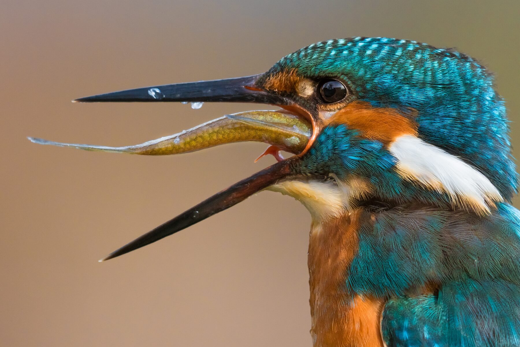 Swallow it